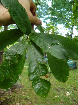 quercus imbricaria (chene imbrique )